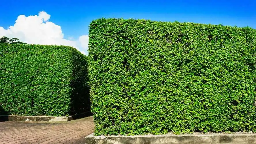保山绿化苗木花卉市场在哪里