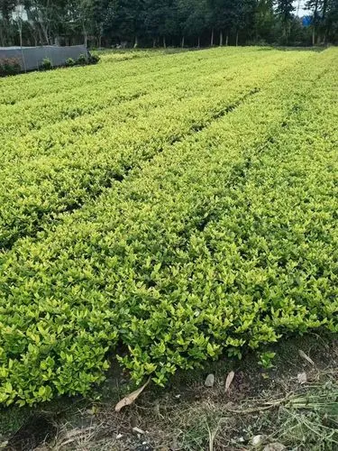 园林管理机制不善导致绿化严重遭受破坏